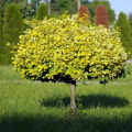 Effective Tree Management Techniques for Promoting Healthy Growth