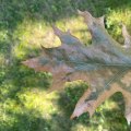 Understanding Common Tree Diseases and Effective Management Strategies