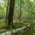Understanding Tree Management: Practices, Benefits, and Best Strategies
