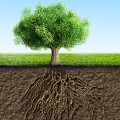 The Role of Tree Management in Erosion Control and Soil Preservation