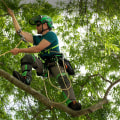 Understanding the Essential Role of Arborists in Effective Tree Management