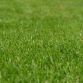 Enhance Your Lawn with Expert Aeration Services in Northern VA