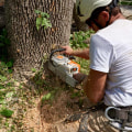 Identifying When a Tree Needs Removal: Key Signs and Considerations