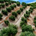 Exploring the Advantages of Organic Methods in Tree Management