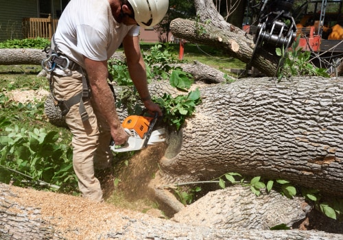Essential Resources for Homeowners on Tree Management Techniques
