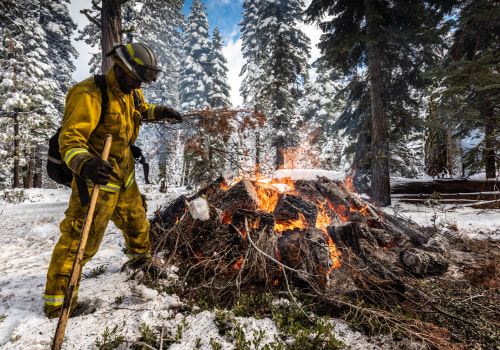 The Role of Tree Management in Enhancing Fire Prevention and Safety