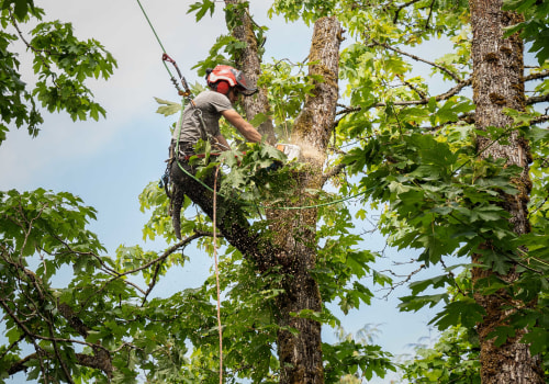 Understanding Tree Management: Pruning and Trimming Techniques for Different Tree Types