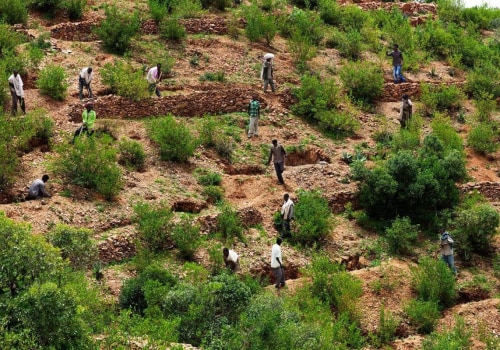 The Impact of Climate Change on Tree Management Practices