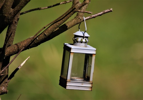 Enhance Your Outdoor Space with Tree Management & Lighting