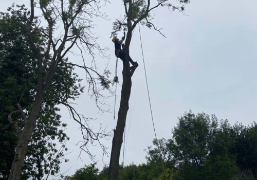 The Essential Benefits of Effective Tree Management