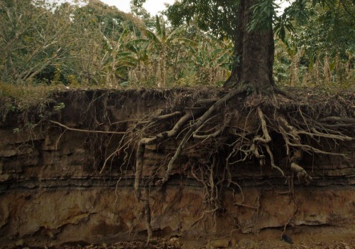 Understanding the Tree Removal Process: A Guide to Effective Tree Management