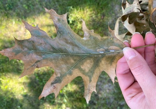 Understanding Common Tree Diseases and Effective Management Strategies