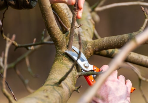 Essential Tree Management: Understanding Pruning and Trimming for Optimal Health