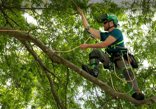 Understanding the Essential Role of Arborists in Effective Tree Management