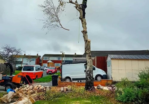 Enhancing Property Aesthetics Through Effective Tree Management