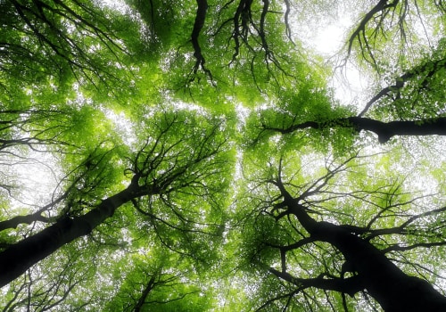 Understanding the Benefits of Tree Inventory for Effective Tree Management