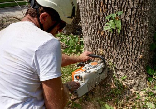 Identifying When a Tree Needs Removal: Key Signs and Considerations