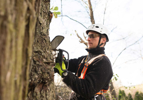 Understanding the Costs of Professional Tree Management Services