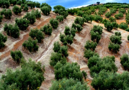 Exploring the Advantages of Organic Methods in Tree Management